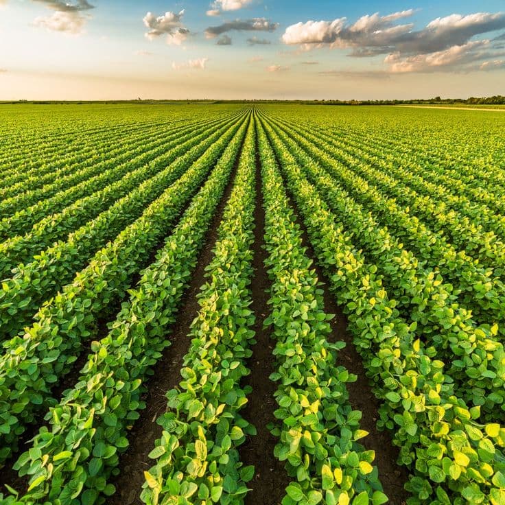 Agriculture & Food — Promoting food security through modern and sustainable practices.